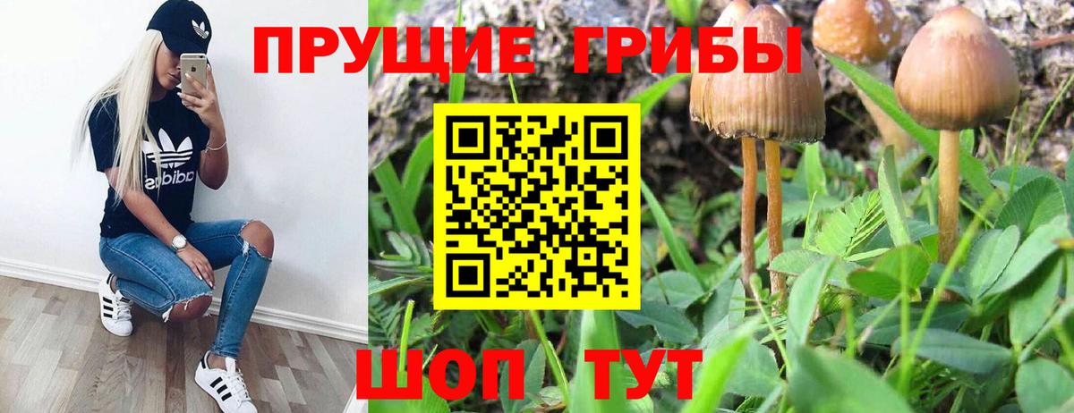 Рубцовск  Псилоцибиновые грибы GOLDEN TEACHER  наркошоп  Вход с VPN 